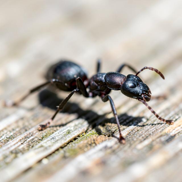 Black carpenter ant on wood